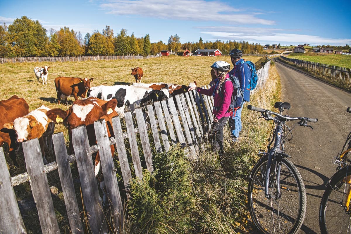 Sykkelruten Mjølkevegen, Vaset